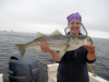 Merrimack River Striped Bass caught by Stephaine